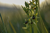 Spinnen-Ragwurz (Ophrys araneola) im Gegenlicht