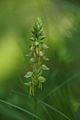 Einheimische Orchidee, Ohnhorn (Orchis anthropophora, oder Ohnsporn (Aceras anthropophorum)