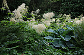 Blaublatt-Funkie (Hosta sieboldiana) 'Elegans', Wald-Geissbart (Aruncus dioicus), Salomonssiegel (Polygonatum multiflorum) und Schildfarn (Polystichum aculeatum) im Beet