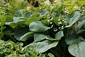 Große Blaublatt-Funkie 'Elegans' (Hosta sieboldiana) im Beet