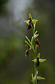 Fliegen-Ragwurz (Ophrys insectifera), Portrait