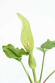 Blüte, Gefleckter Aronstab (Arum maculatum) vor weissem Hintergrund