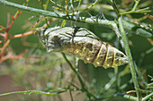 Verpuppter Schwalbenschanz Schmetterling (Papilio polyxenes) an Pflanze hängend, close-up