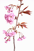 Japanische Blütenkirsche (Prunus serrulata 'Kanzan'), Studioaufnahme