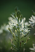 Weiss blühende Prärielilie (Camassia leichtlinii Alba)