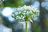 Zier-Lauch, Schwarzer Lauch (Allium nigrum), Blütenportrait