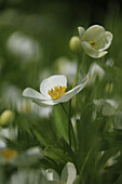 Kanadische Wiesen-Anemone (Anemone canadensis)