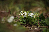 Früh im März blühendes Weisses Veilchen (Viola alba) im März