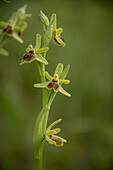 Wilde, heimische Orchidee, Kleine Spinnen-Ragwurz (Ophrys araneola) mit Tautropfen, Portrait