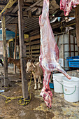 Goat carcass strung up