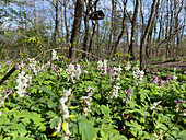 Hohler Lerchensporn (Corydalis cava) blühend im Wald