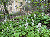 Hohler Lerchensporn (Corydalis cava) blühend im Wald vor alter Kirche