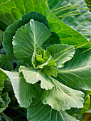 Cabbage leaves - close-up