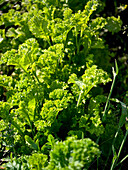 Mustard plants in the garden bed