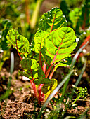 Rhubarb in the garden bed
