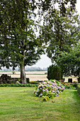 Garden with hydrangeas in bloom and a rural view in late summer