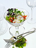 Scallop carpaccio with tomatoes and daikon sprouts