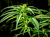 Hemp plant in nature