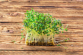 Mizuna sprouts (mustard cabbage) on a wooden tabletop