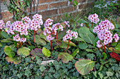 Bergenie 'Baby Doll' (Bergenia) im Beet und Efeublätter (Hedera)