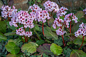Bergenie 'Baby Doll' (Bergenia) im Beet und Efeublätter (Hedera)