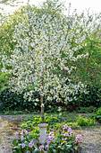 Sour cherry 'Morellenfeuer', sour cherry (Prunus cerasus) white flowering in the garden