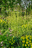 Lenzrosen (Helleborus), Zierspargel (Asparagus Densiflorus ) und Gold-Wolfsmilch (Euphorbia polychroma) im Gartenbeet