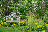 Lenzrosen (Helleborus), Zierspargel (Asparagus Densiflorus), Gold-Wolfsmilch (Euphorbia polychroma) und Traubenkirsche (Prunus padus) im Gartenbeet
