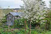Sour cherry, white flowering sour cherry (Prunus cerasus) and tulip 'Purple Rain' (Tulipa) in the garden in front of the garden shed