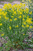 Barbarakraut (Barbarea Vulgaris), Winterkresse, gelb blühend im Gartenbeet
