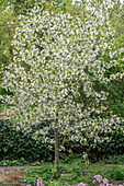 Sour cherry 'Morellenfeuer', sour cherry (Prunus cerasus) white flowering in the garden