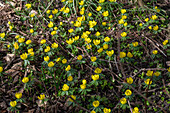 Winterlinge (Eranthis) am Waldboden