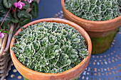 Rispen-Steinbrech (Saxifraga paniculata), in Töpfen auf Terrassentisch