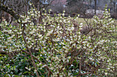 Wohlriechende Winterheckenkirsche 'Winter Beauty' (Lonicera purpusii), blühend