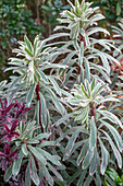 Wolfsmilch 'Ascot Rainbow' (Euphorbia martinii) im Beet