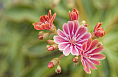 Gewöhnliche Bitterwurz (Lewisia cotyledon), Nahaufnahme von Blüten im Alpine House, England