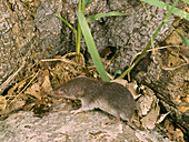 Nordamerika-Kleinohrspitzmaus (Cryptotis parva), Erwachsen, ernährt sich von Grashüpfern, Ohio, USA
