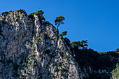 A maritime pine tree, Pinus pinaster, high on a cliff top on the east coast of the island of Capri, Italy.