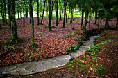 Landscape leafy Otzarreta beech forest in Gorbeia natural park Urkiolagirre, Bizkaia, Euskadi, Basque Country Spain