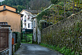 A stone wall with a small grape vineyard in the village of Codena, near Carrara, Italy.