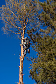 A tree surgeon climbs a tree to cut off the branches before cutting it down.