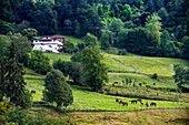 Horses in a borda Basque farmhouse in Goierri, Basque Country, Spain