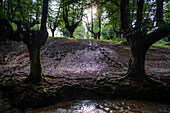 Landscape leafy Otzarreta beech forest in Gorbeia natural park Urkiolagirre, Bizkaia, Euskadi, Basque Country Spain