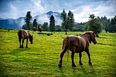 Wild horses in Urkiola natural park Urkiolagirre meadows, Bizkaia, Euskadi, Basque Country Spain