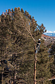 A tree surgeon tops or saws off the top of a tree before cutting it down.