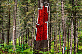 Oma Forest is a work of art by Agustin Ibarrola, a Basque sculptor and painter, in the natural reserve of Urdaibai, Oma, Vizcaya, Basque country Euskadi, Spain