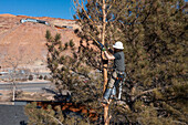 A tree surgeon uses a hand saw to cut off the branches of a tree before cutting it down.