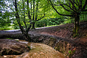 Landscape leafy Otzarreta beech forest in Gorbeia natural park Urkiolagirre, Bizkaia, Euskadi, Basque Country Spain