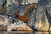 Skjoldungen Fjord near Thryms Glacier. Arctic birch ground cover on glacier rock changing color in the fall season, Greenland