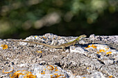 Italian Wall Lizard or Ruin Lizard, Podarcis siculus, sunning on the rocks of the island of Capri, Italy.